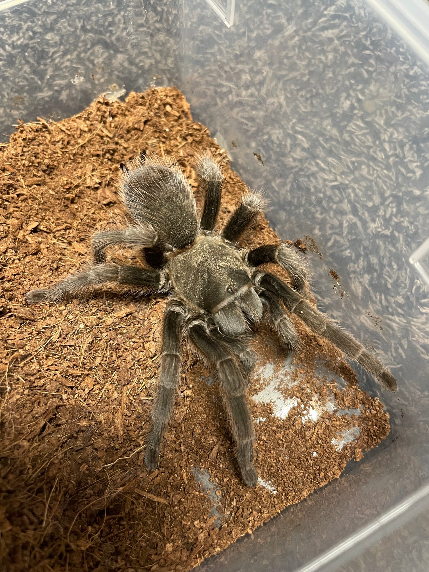 Aphonopelma Steindachneri