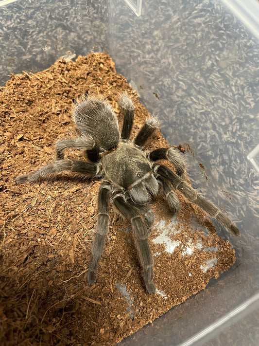 Aphonopelma Steindachneri