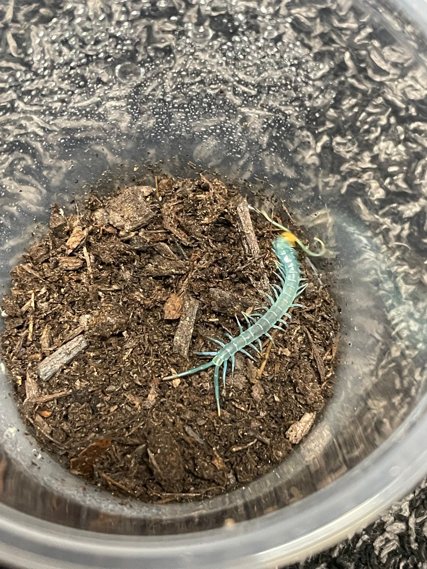 Scolopendra Aztecorum “Northern Ghost”