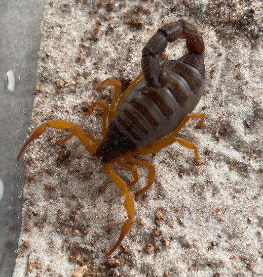 Parabuthus Villosus “Oranje”