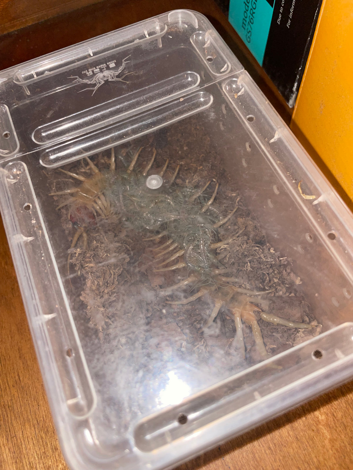 Scolopendra Aztecorum Pedelings 6-Pack 2026