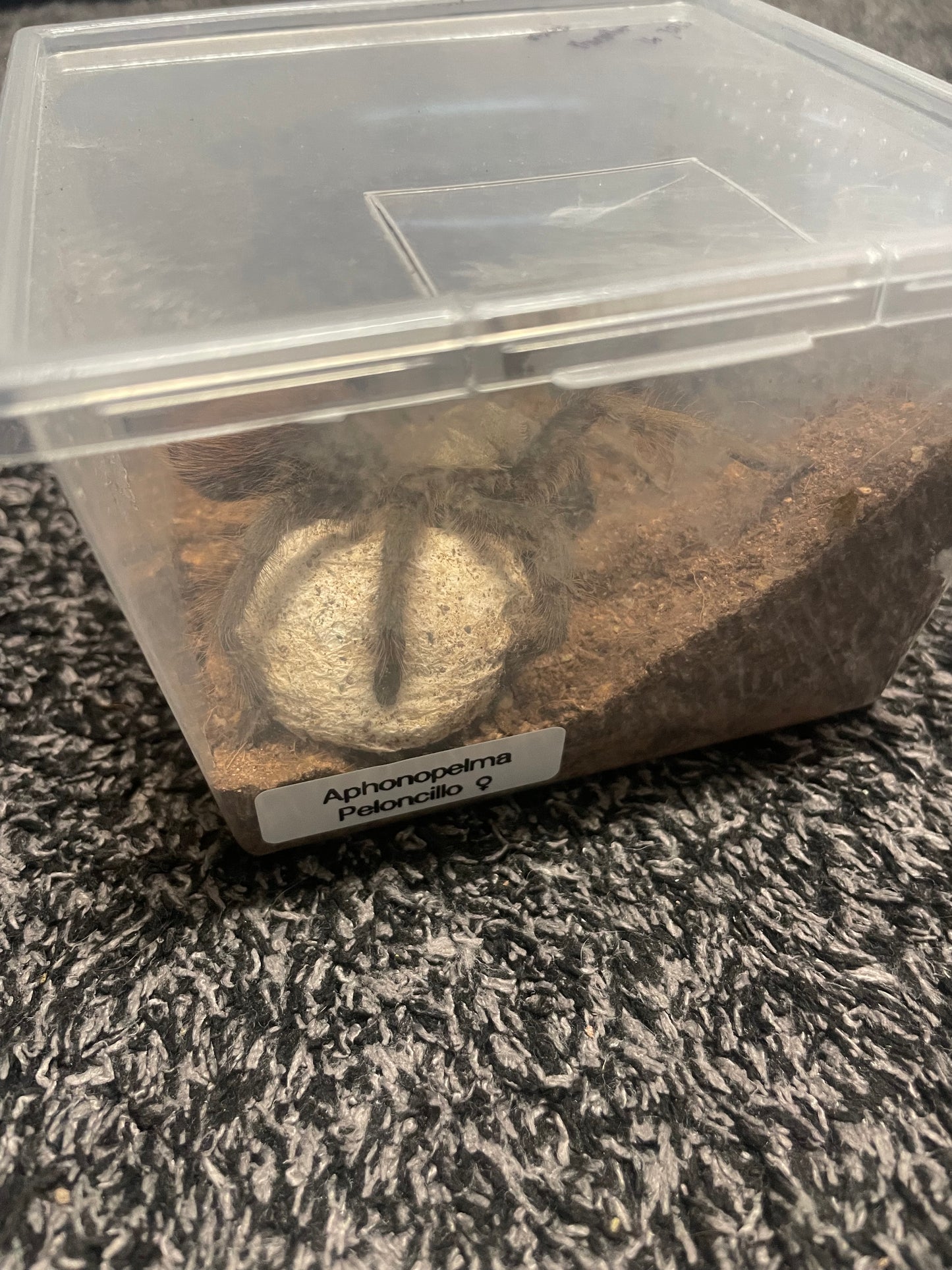 Aphonopelma Peloncillo “Arizona Locale” Captive Bred 2026