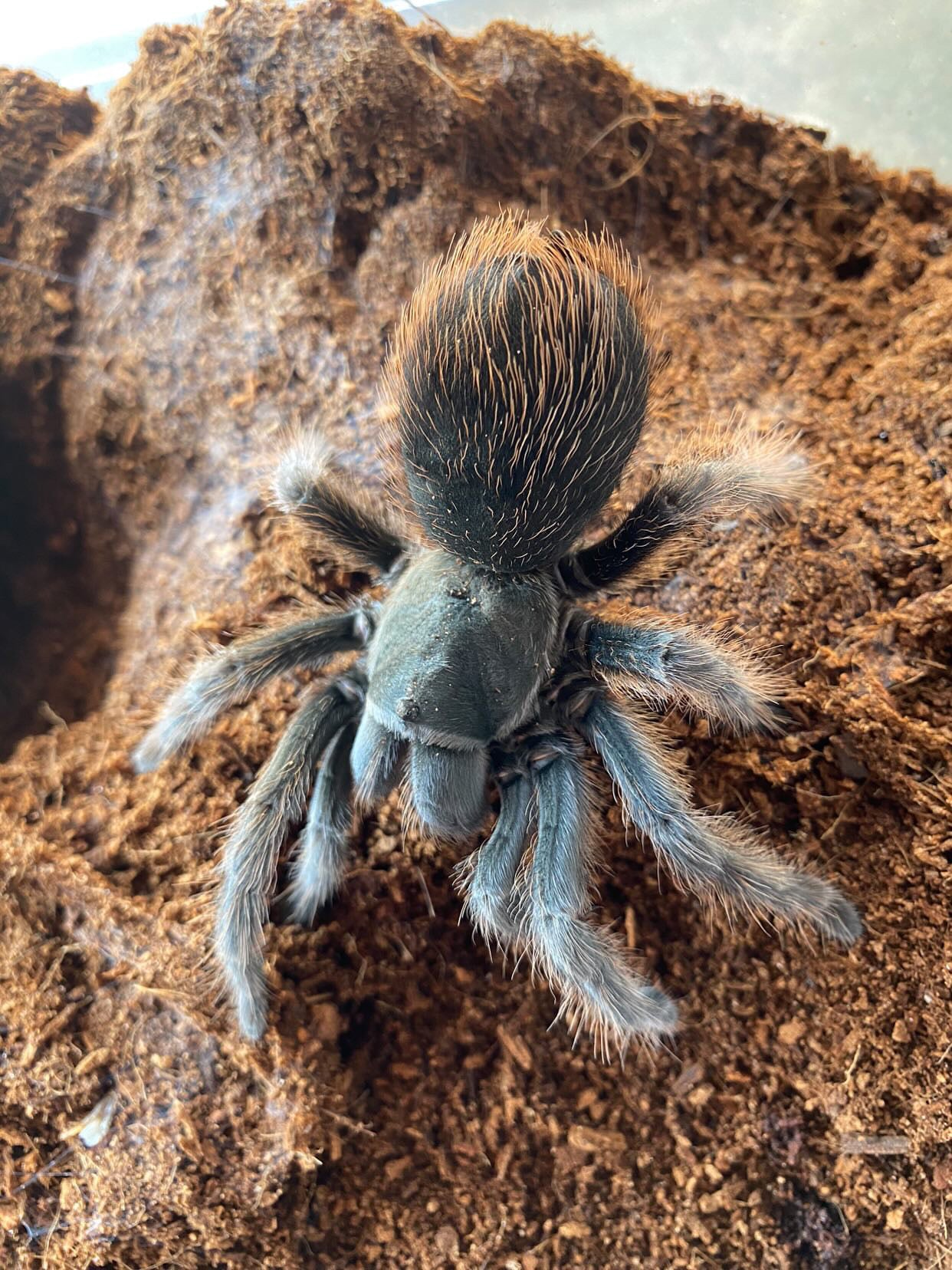 Aphonopelma Sp. Steindachneri