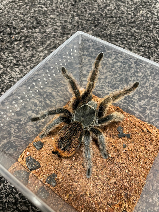 Aphonopelma Marxi “Pinos Altos Locale”