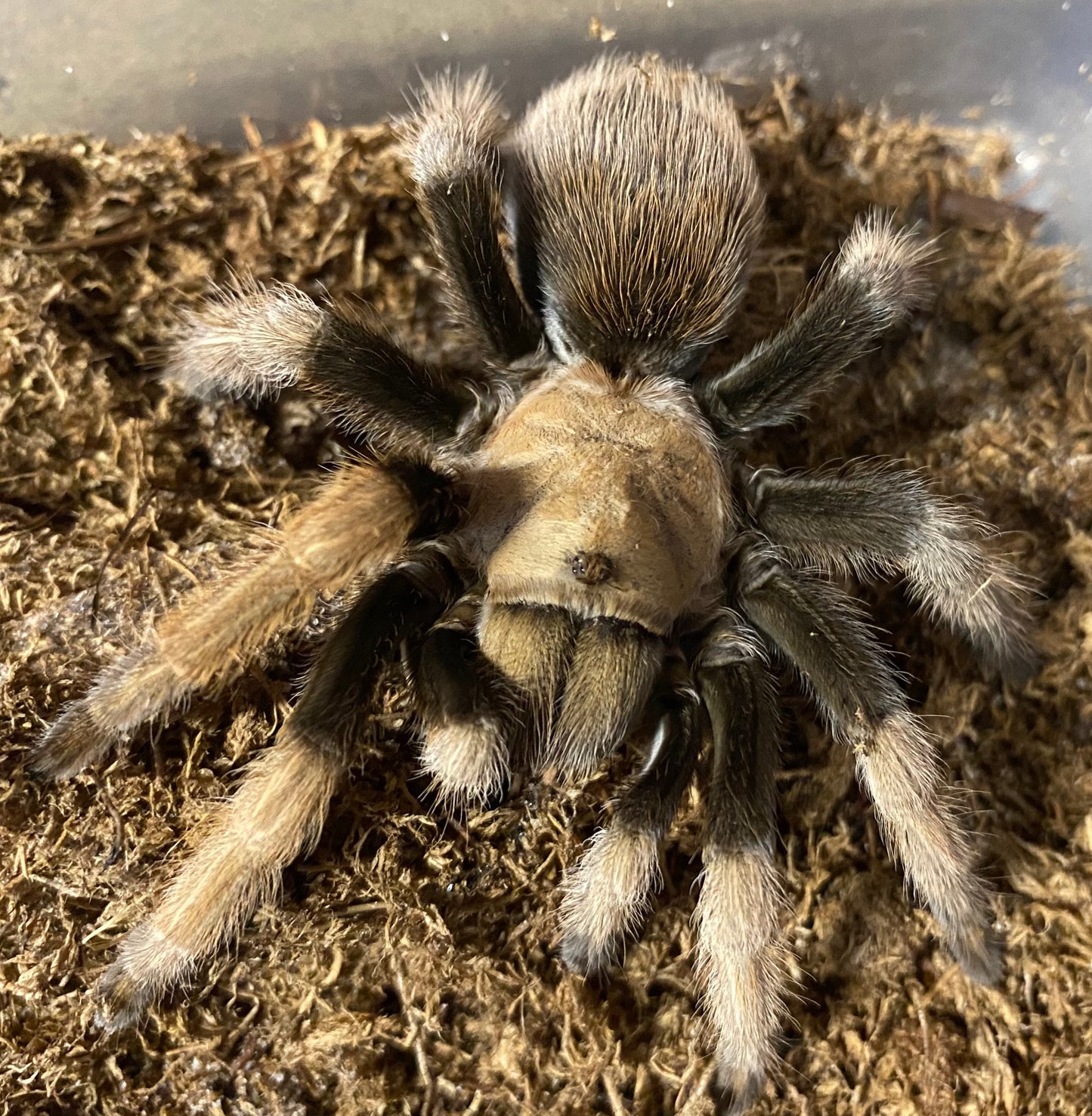 Aphonopelma Chalcodes “New River” Locale