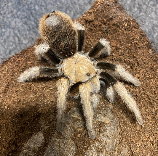 Aphonopelma Chalcodes “New River” Locale