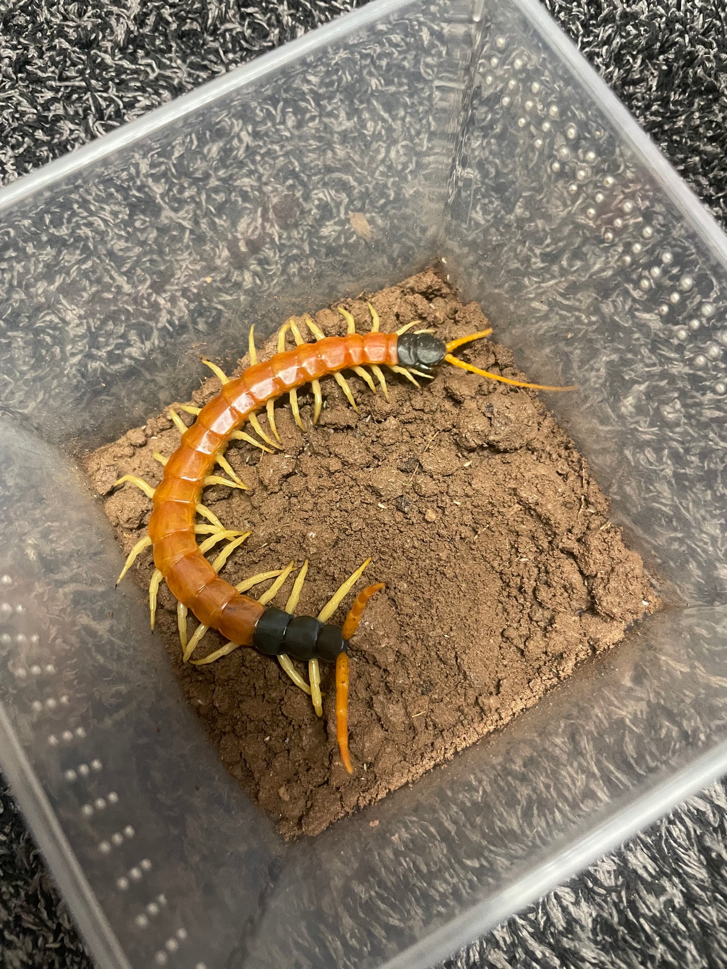Scolopendra Heros