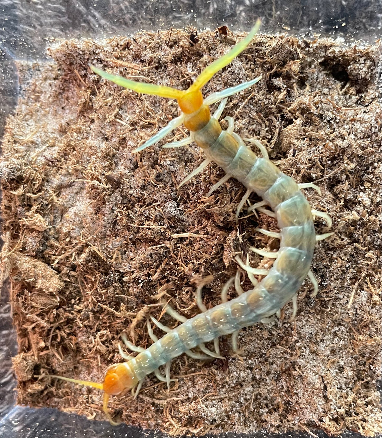 Scolopendra Aztecorum “Central Ghost”