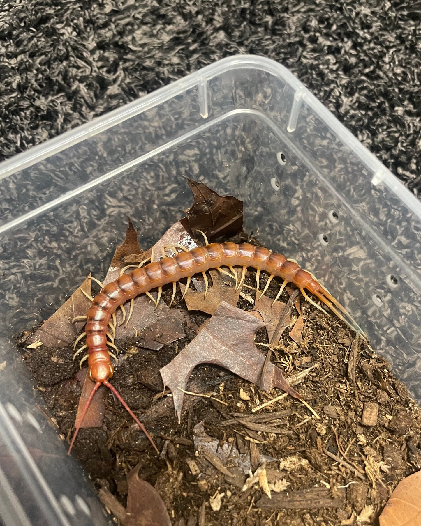 Scolopendra Sp. White Legs