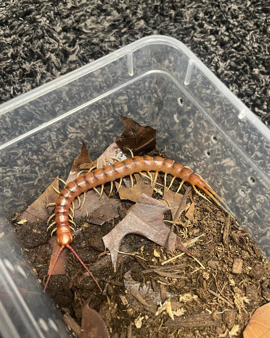 Scolopendra Sp. White Legs
