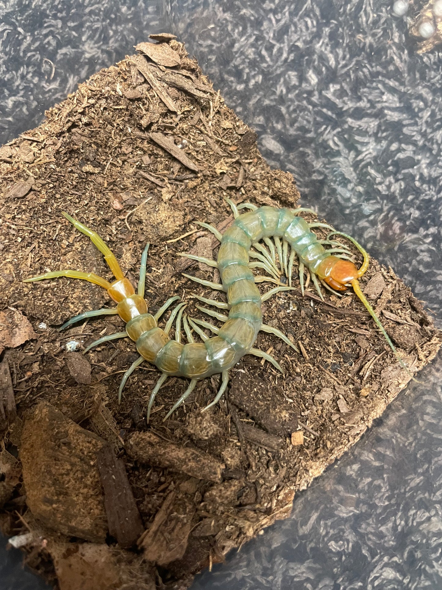 Scolopendra Aztecorum “Northern Ghost”