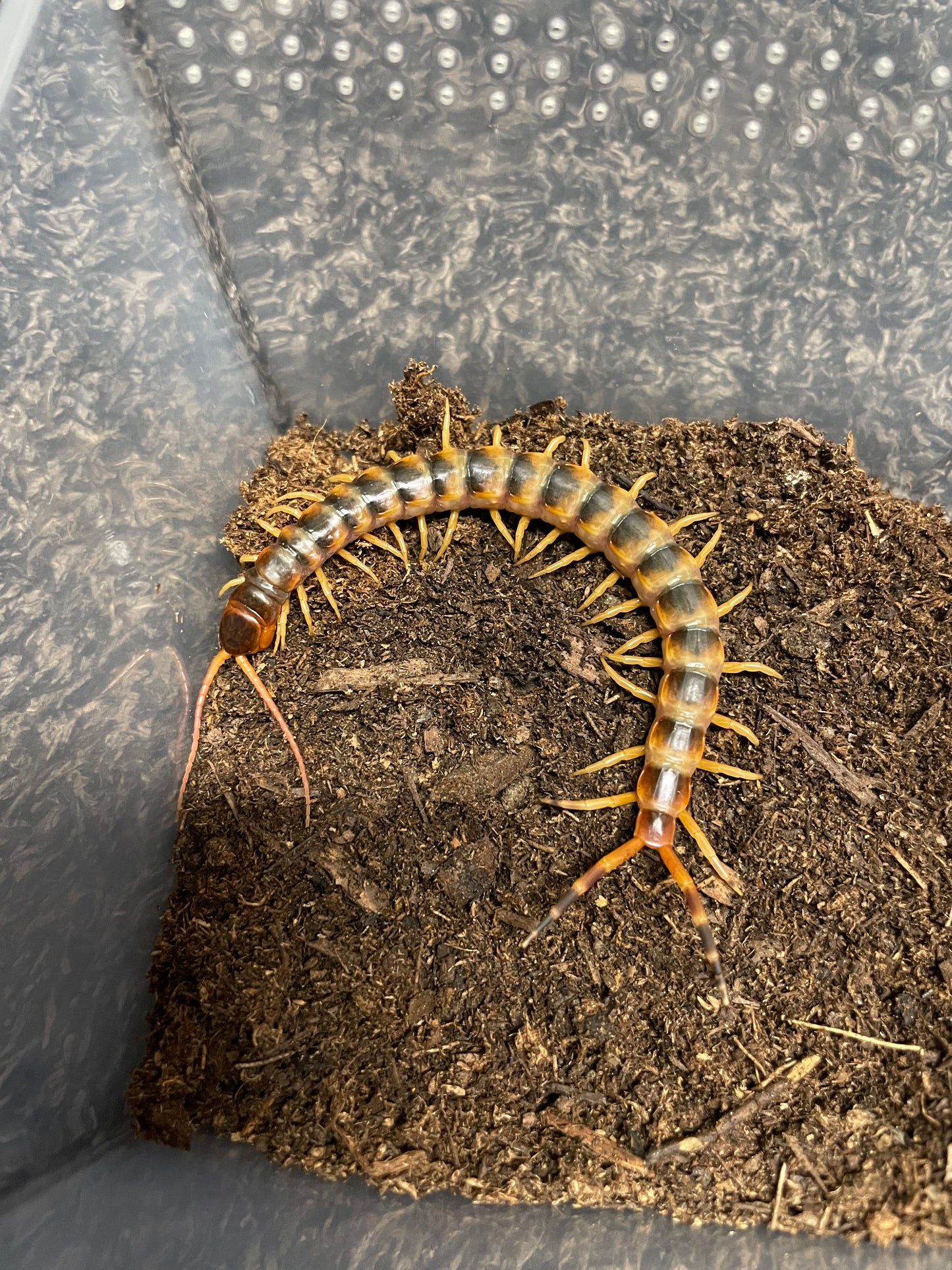 Scolopendra Gigantea Gold (LOCAL CA SALES ONLY)