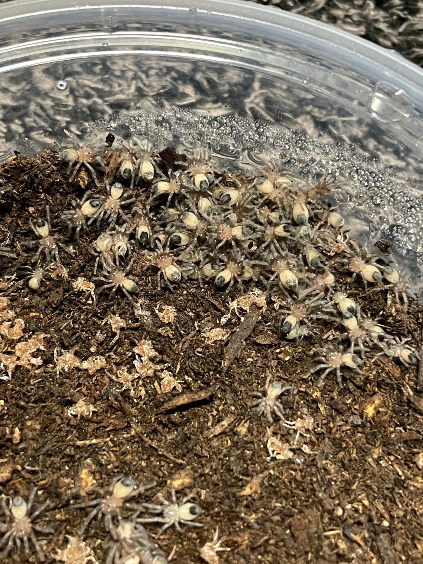 Aphonopelma Sp. Dragoons “Slings”