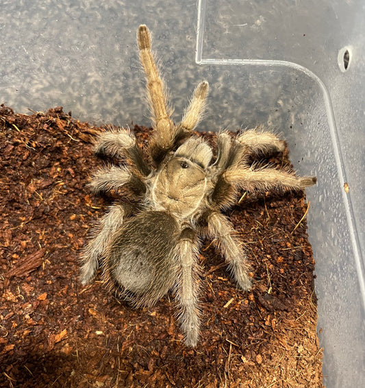 Aphonopelma Johnny Cashi “Sequoia National Park” Locale