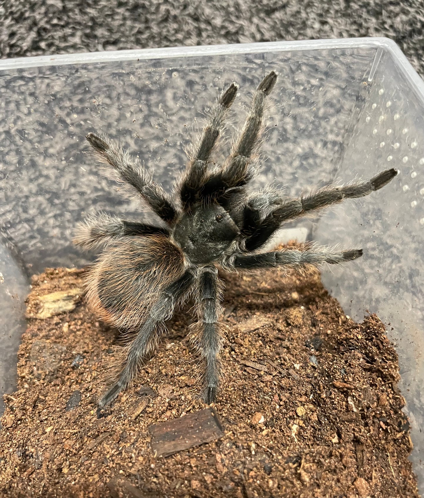 Aphonopelma Peloncillo “New Mexico Locale”