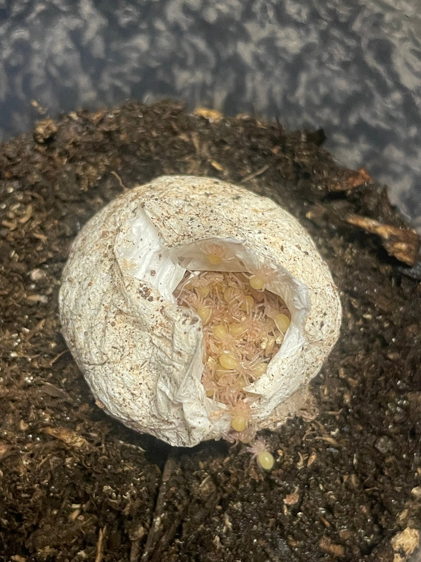 Aphonopelma Mooreae “Slings” Captive Bred 2026