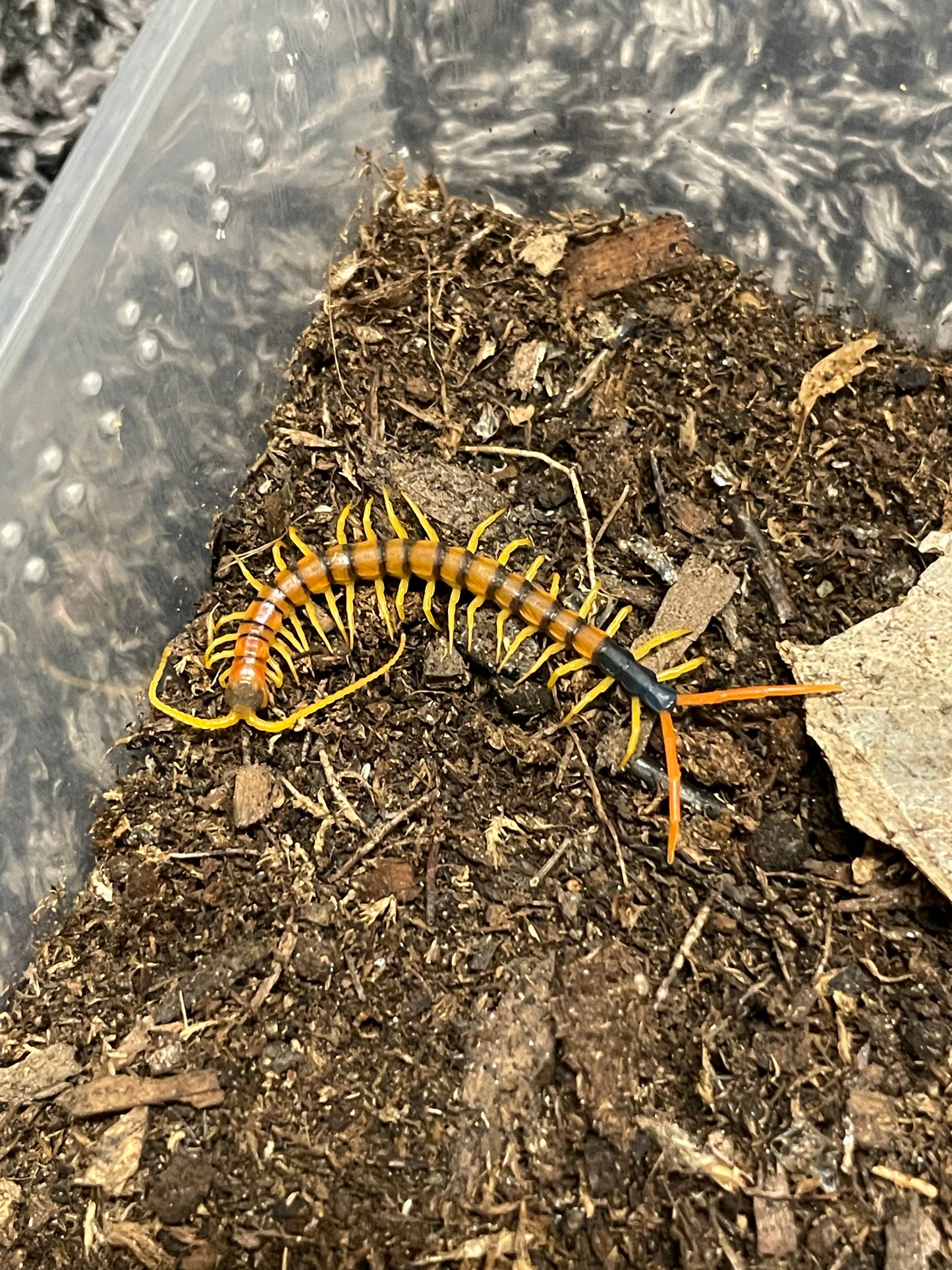 Scolopendra Heros “Madrean Banded” Pedeling