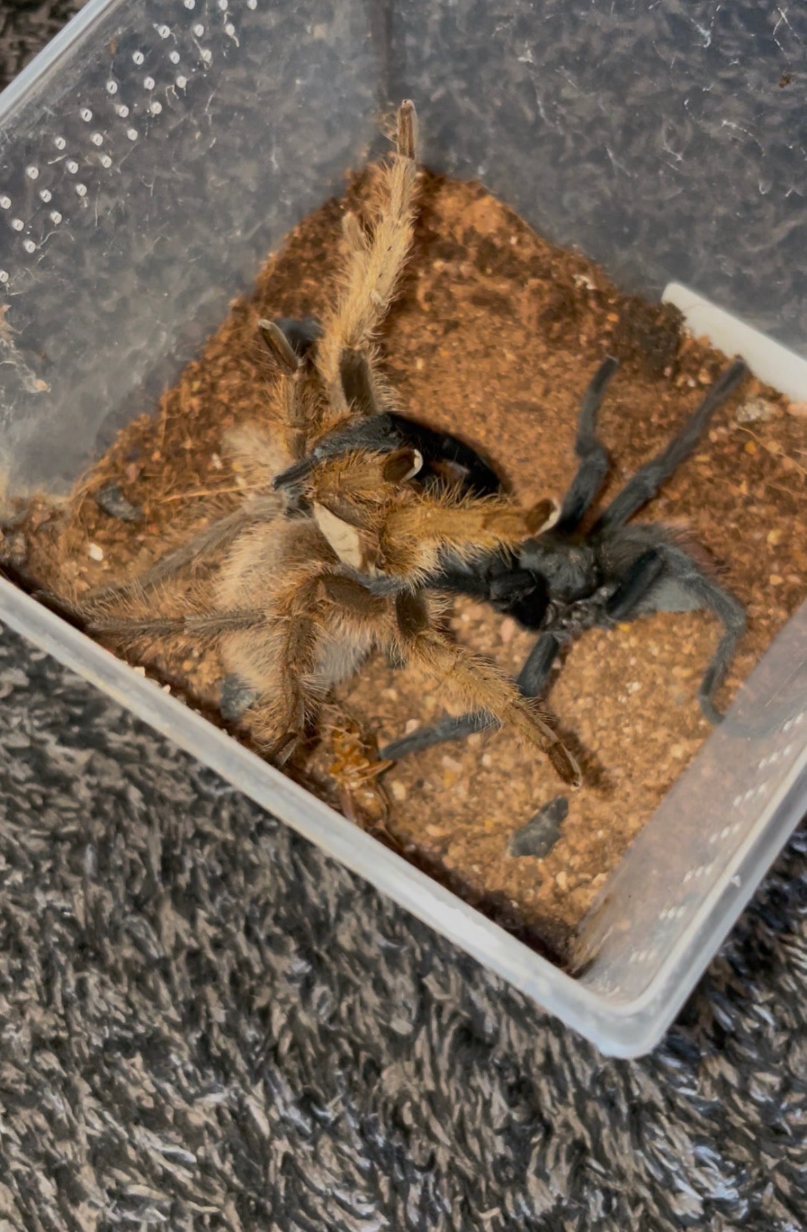 Aphonopelma Peloncillo “Arizona Locale” Captive Bred 2026