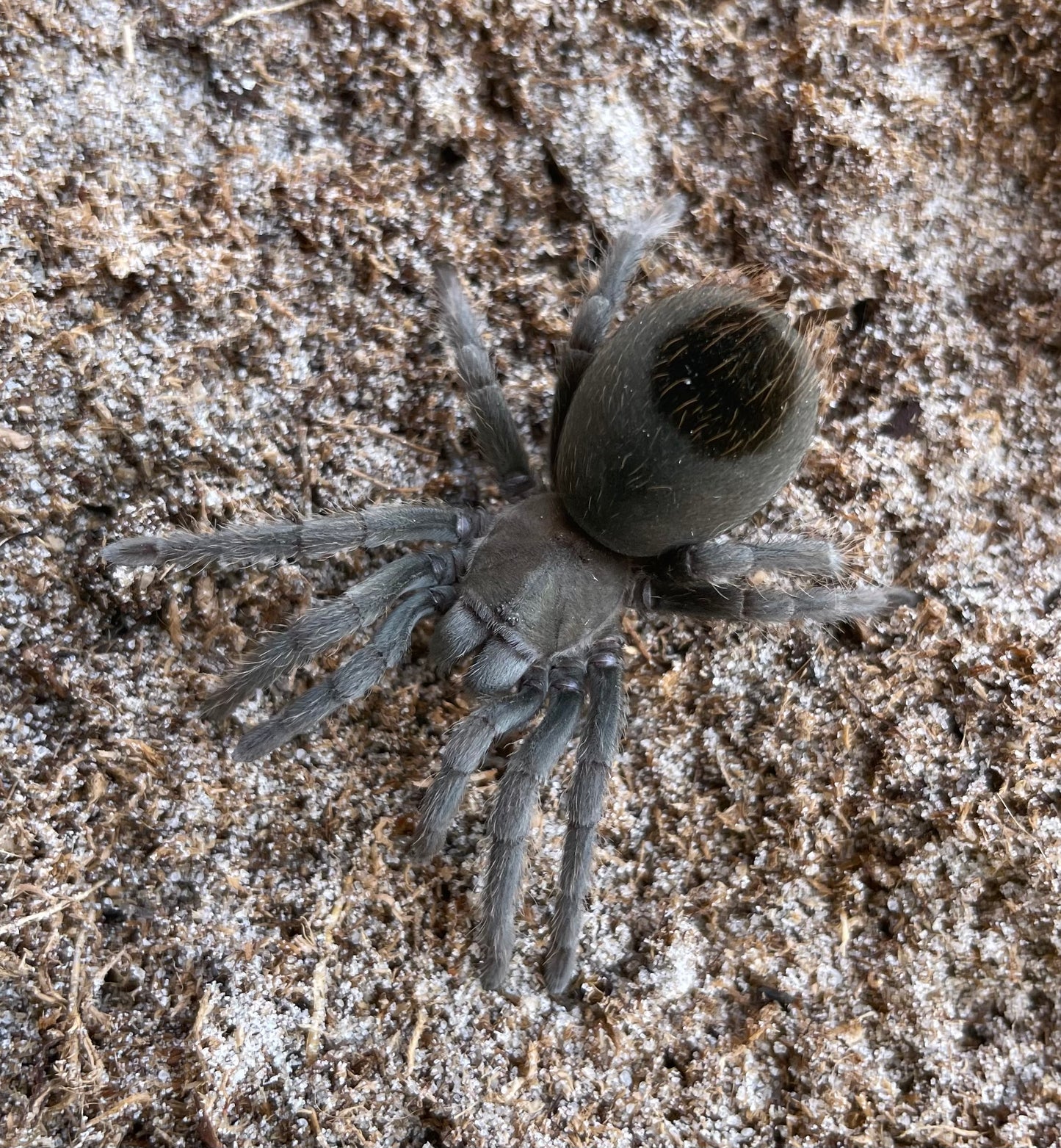 Aphonopelma Steindachneri