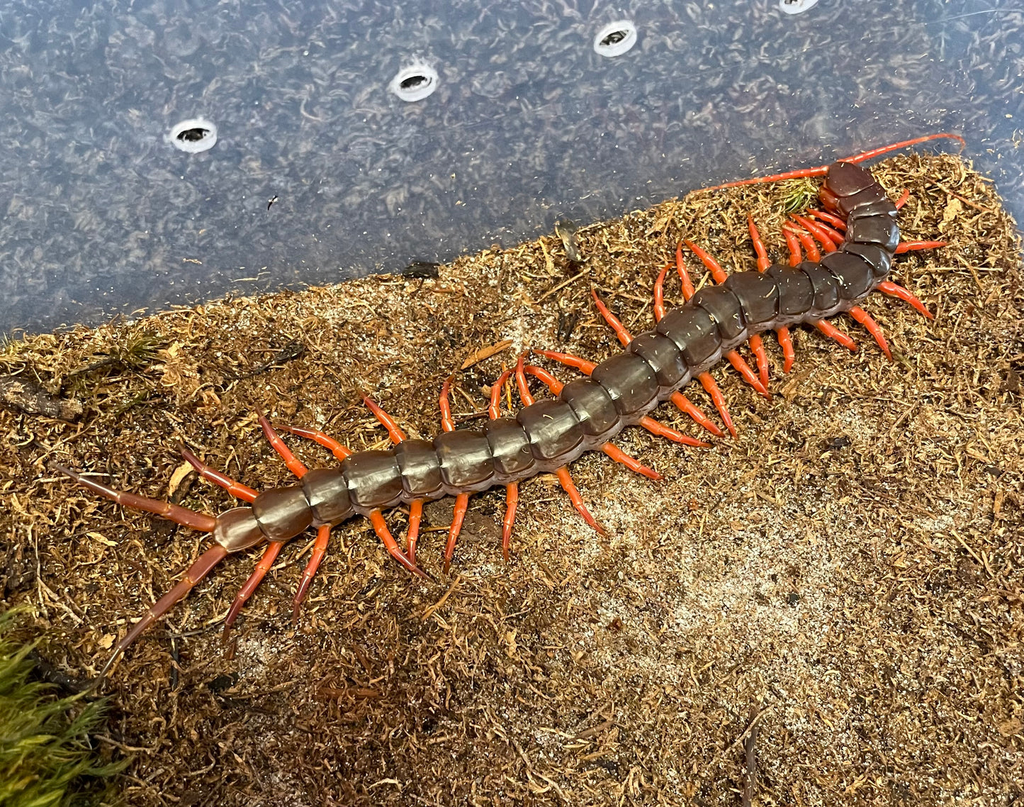 Scolopendra Dehaani “Orange Legs”