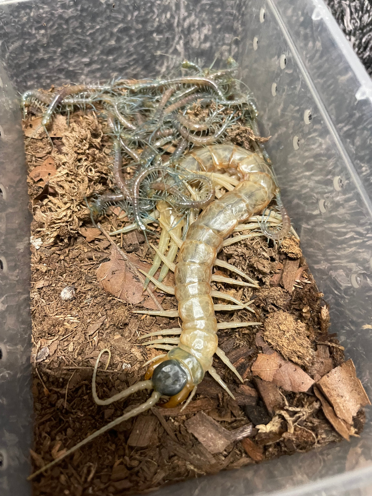 Scolopendra Aztecorum Pedelings 6-Pack 2026