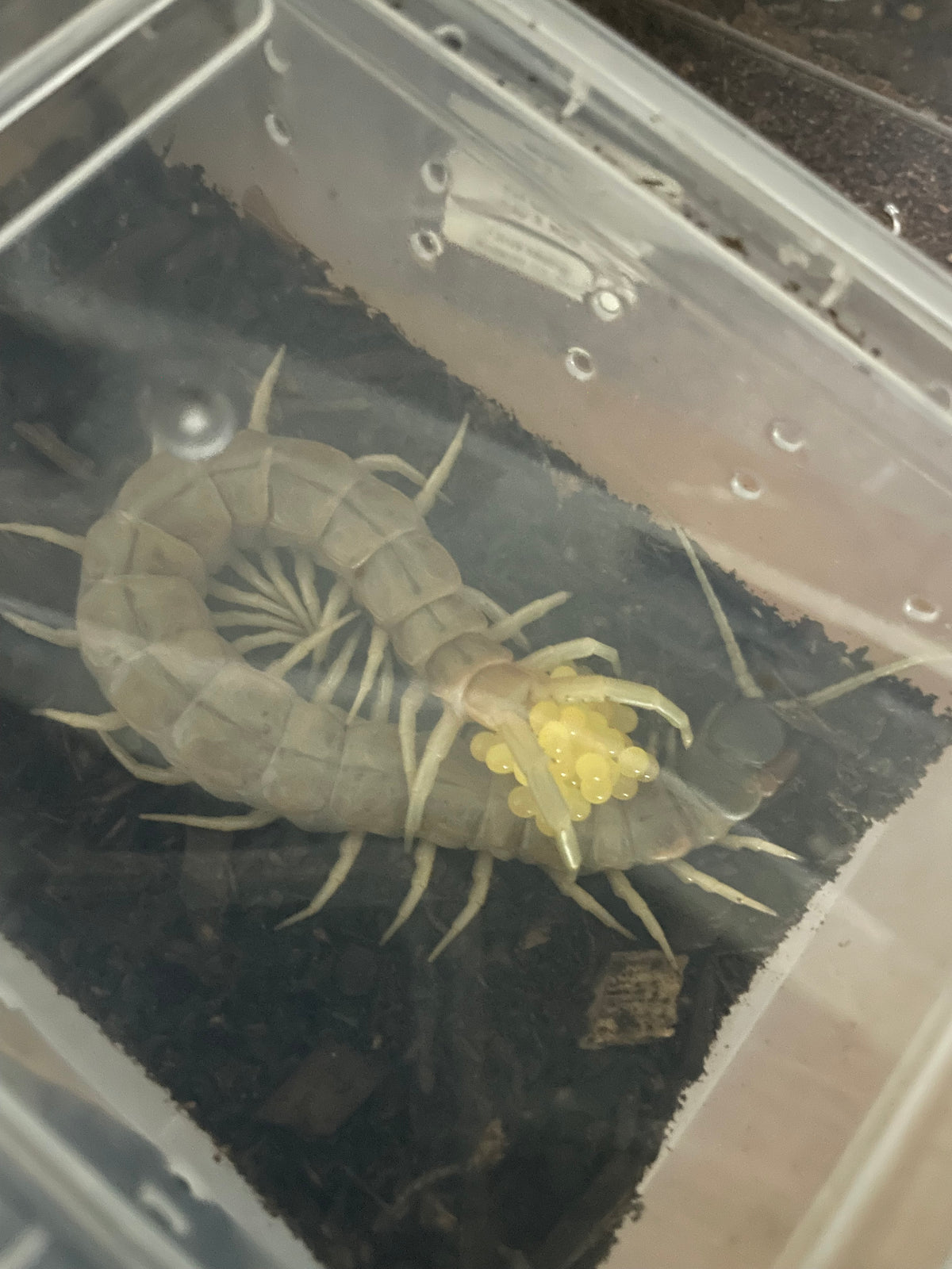 Scolopendra Aztecorum Pedelings 6-Pack 2026