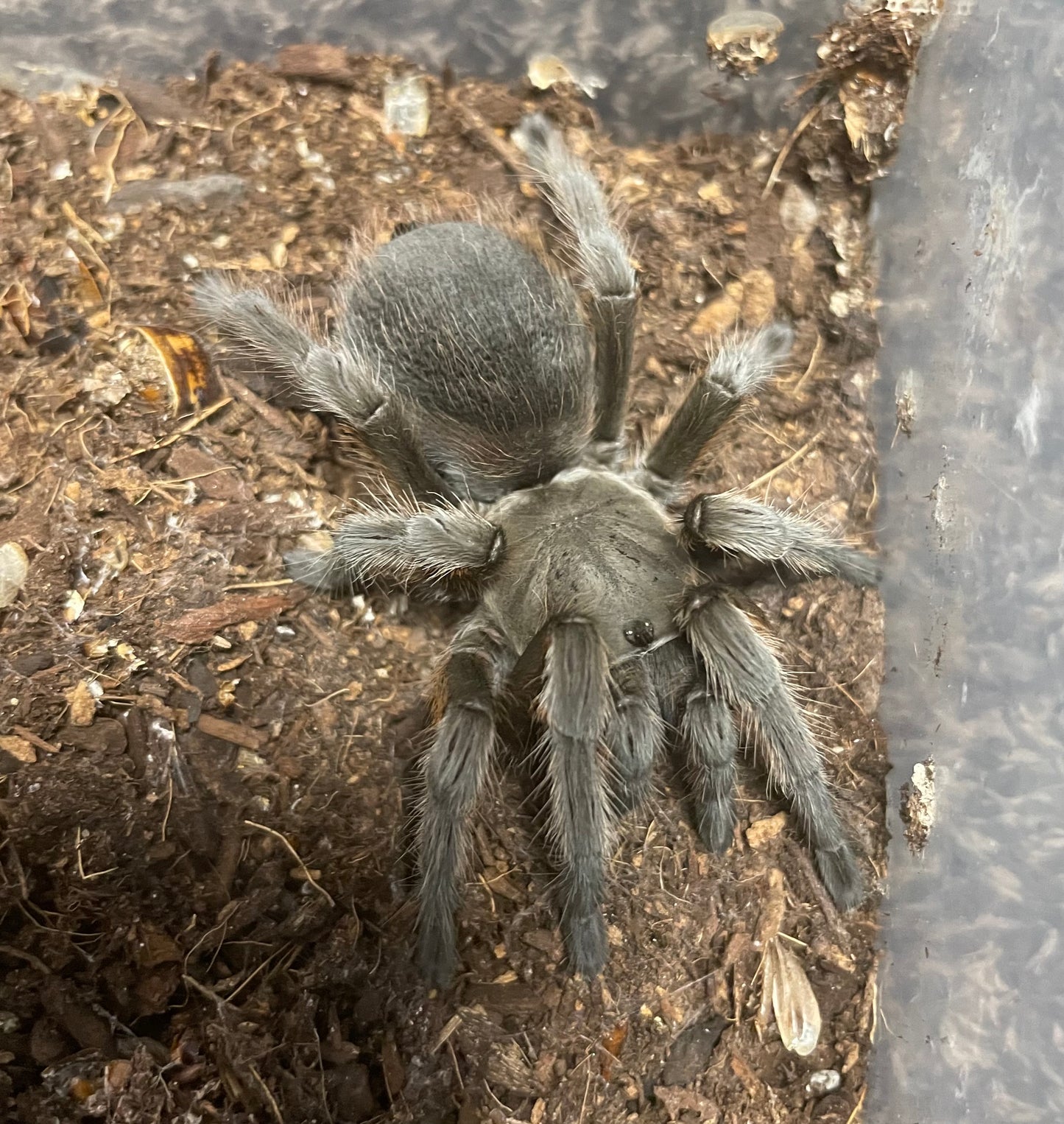 Aphonopelma Michoacán Grey