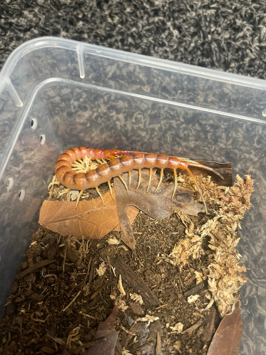 Scolopendra Sp. White Legs