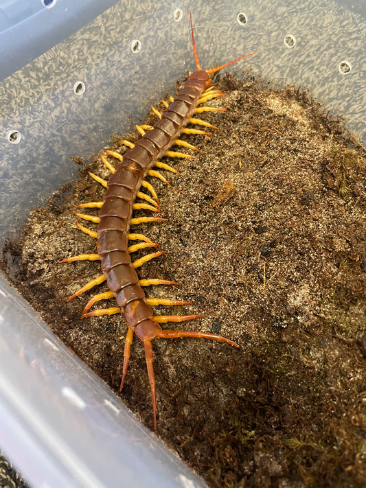 Scolopendra Dehaani “Thai Red Flame”