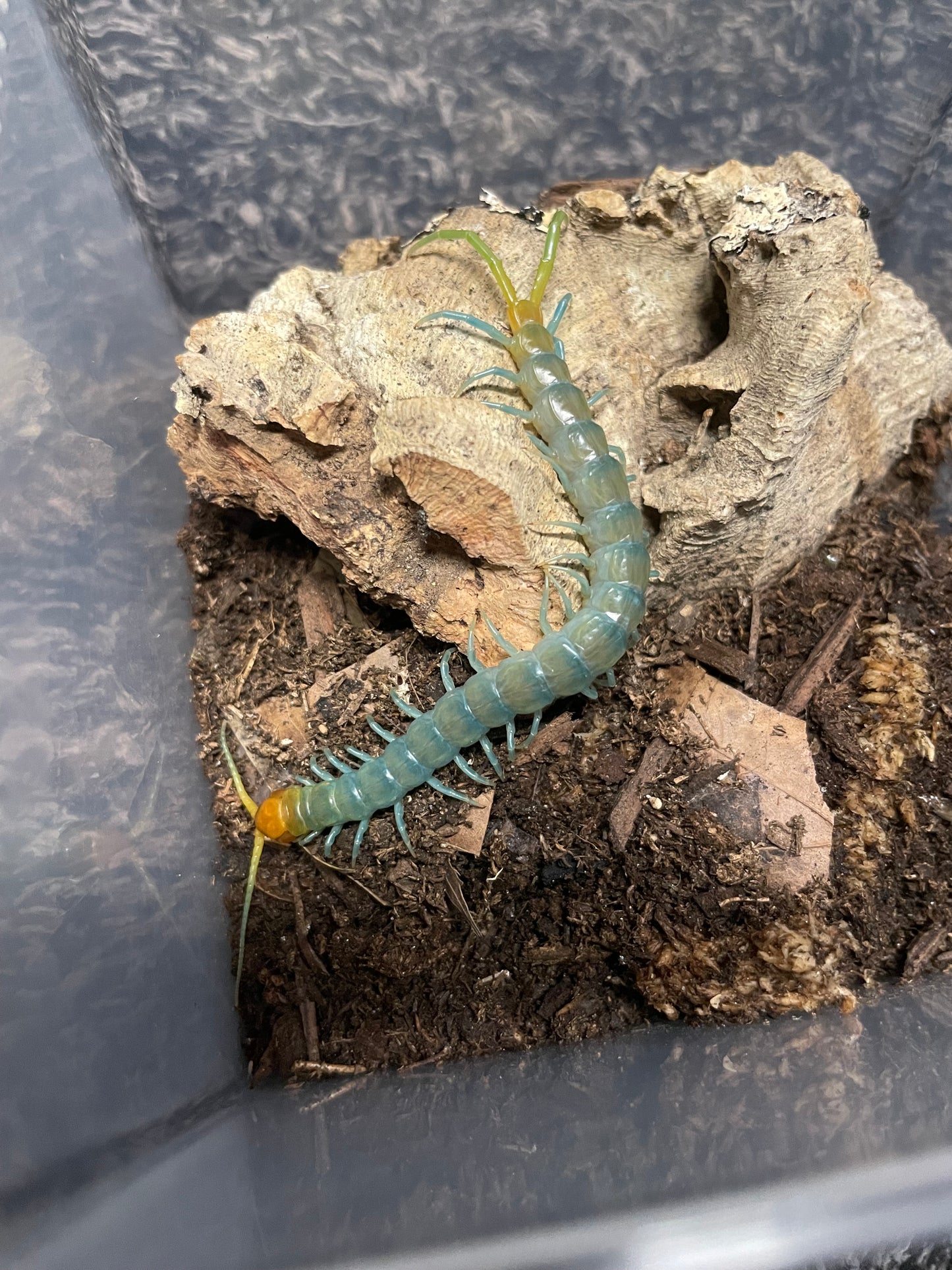 Scolopendra Aztecorum “Northern Ghost”
