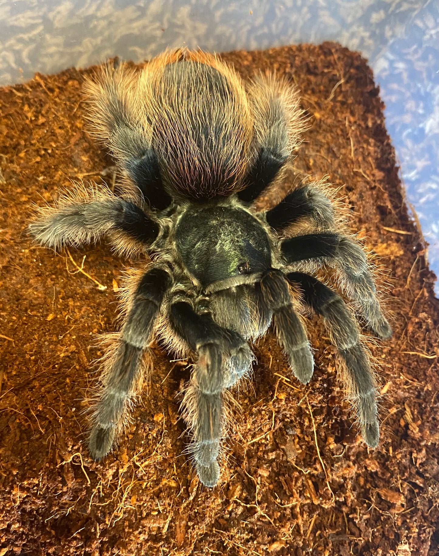 Aphonopelma Mooreae