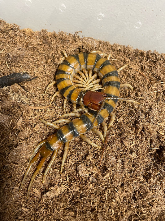 Scolopendra Sp. Malaysian Tiger