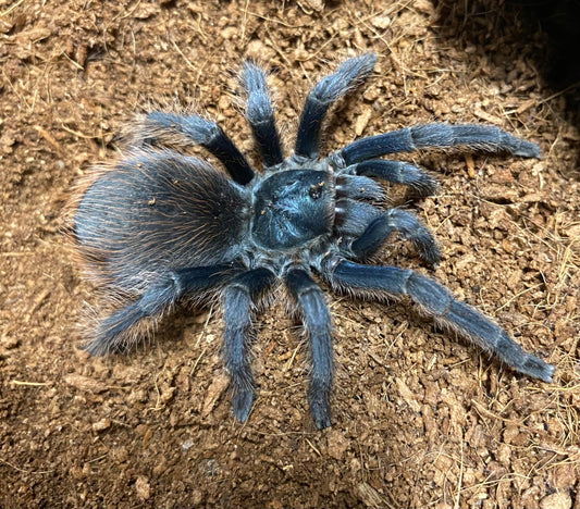 Aphonopelma Mooreae