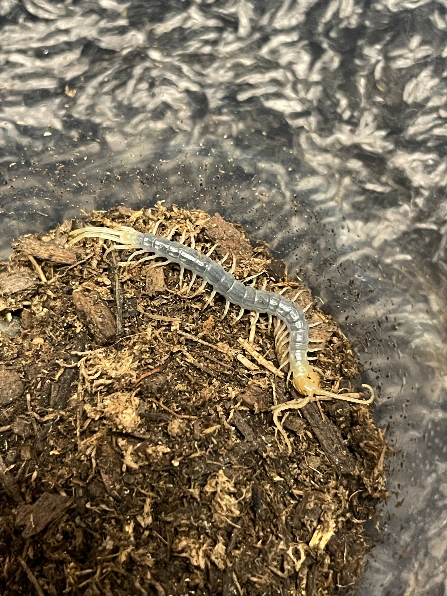 Scolopendra Aztecorum “Hypomelanistic Color Form”