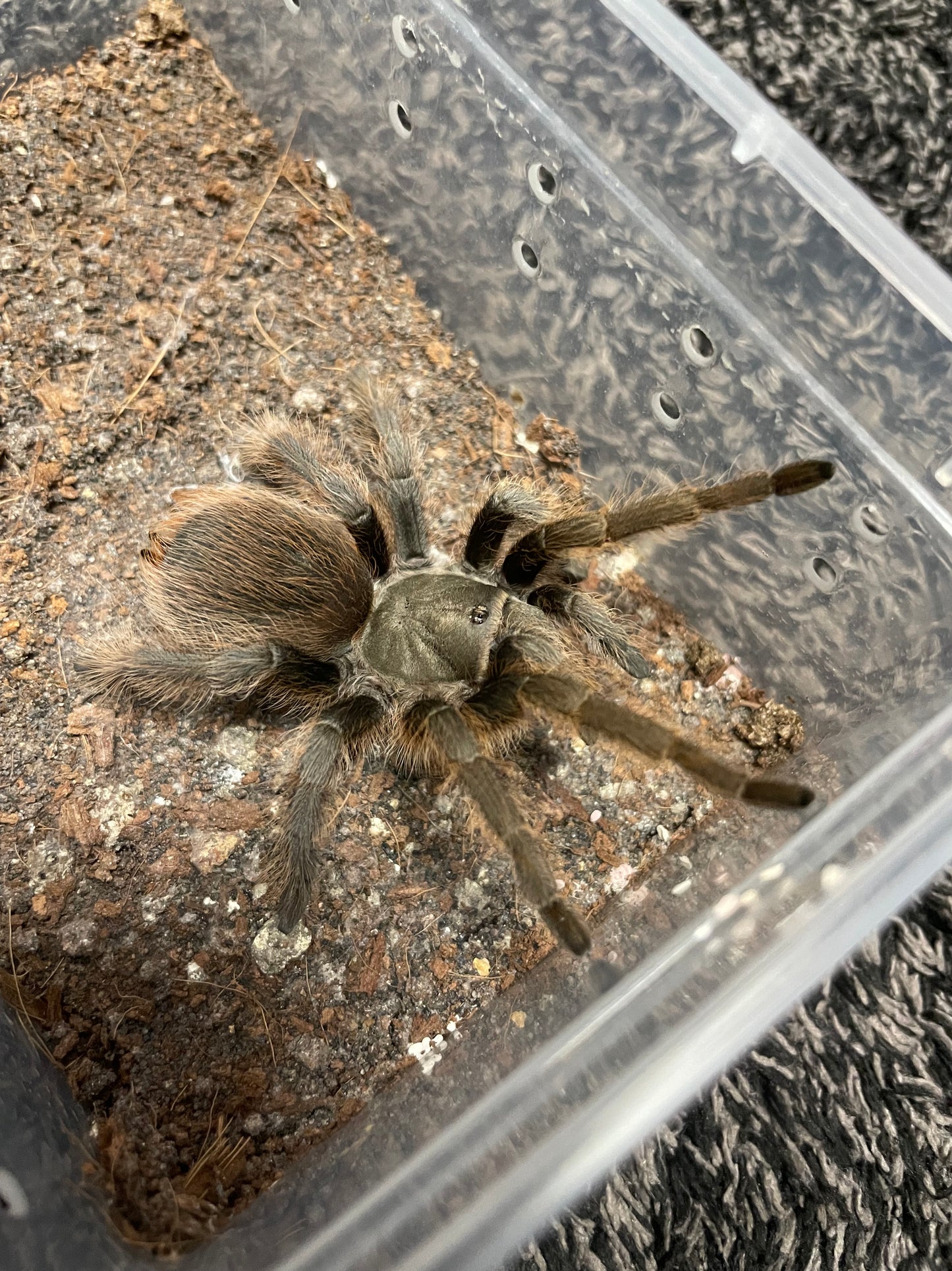 Aphonopelma Peloncillo