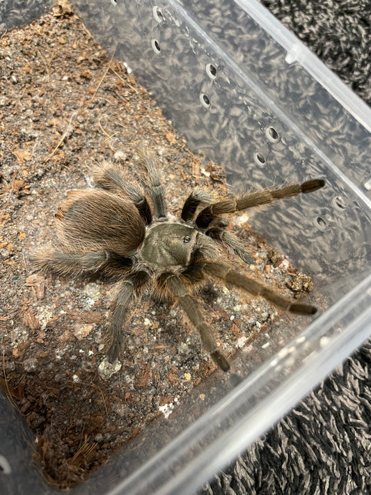 Aphonopelma Peloncillo