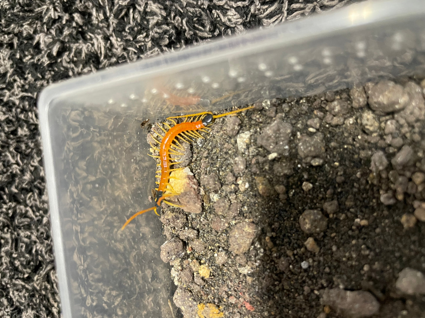 Scolopendra Heros “Sierra Vista” locale