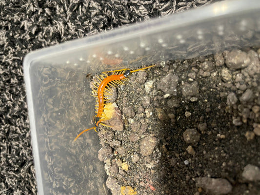 Scolopendra Heros “Sierra Vista” locale
