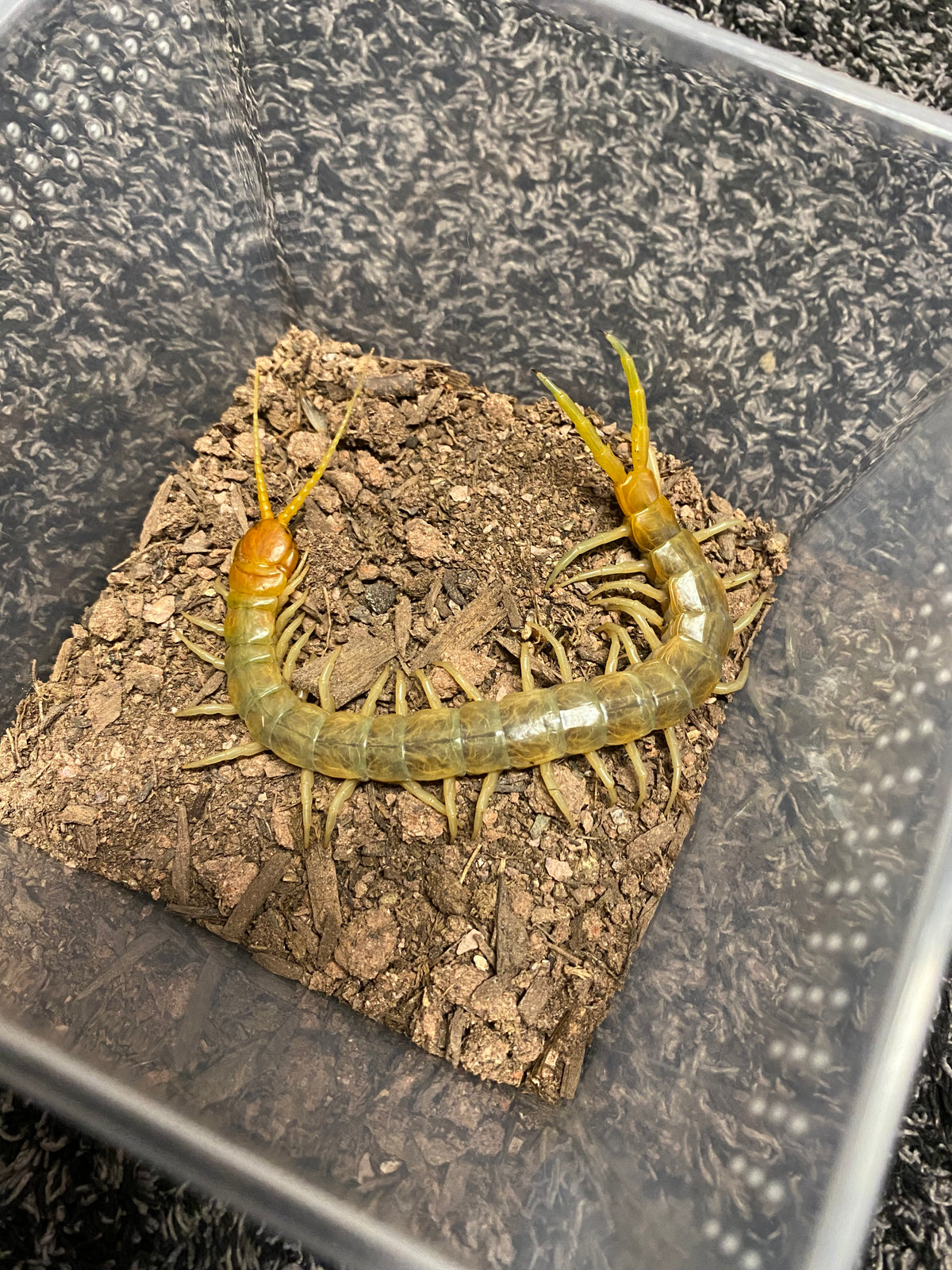 Scolopendra Aztecorum “Northern Ghost”