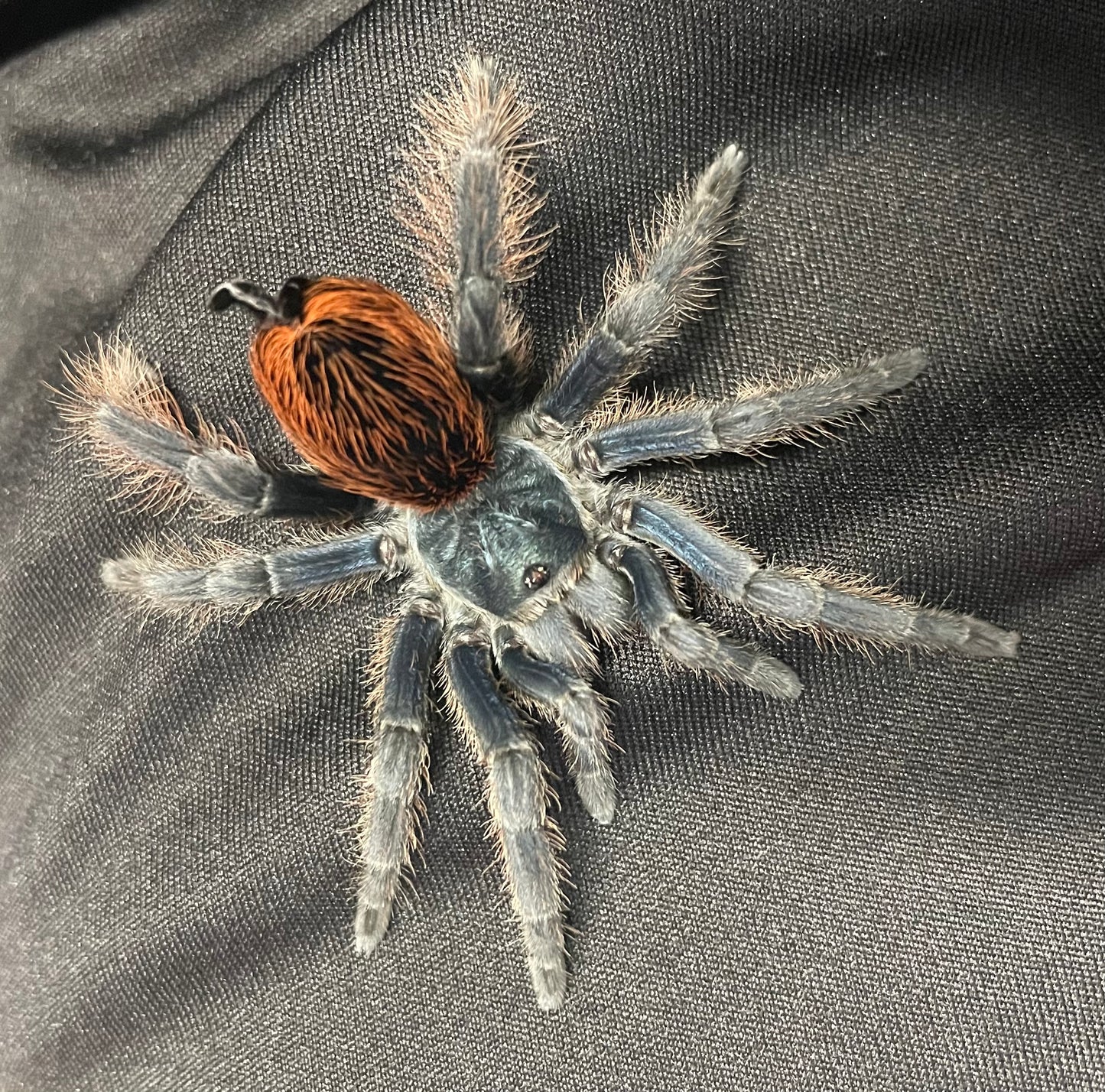 Aphonopelma Mooreae