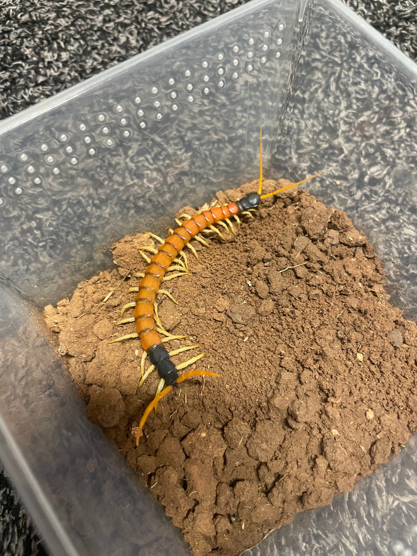 Scolopendra Heros “Arizonensis Banded”