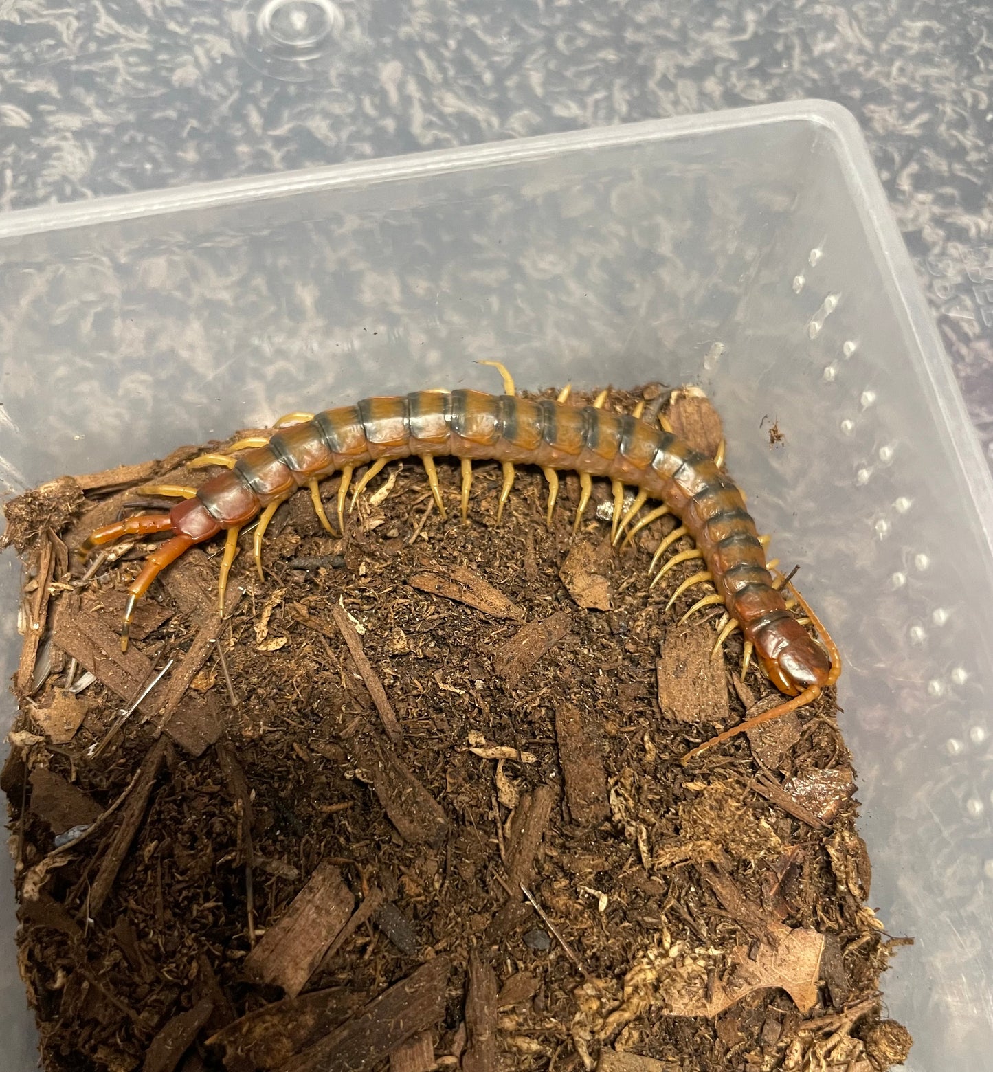 Scolopendra Viridicornis