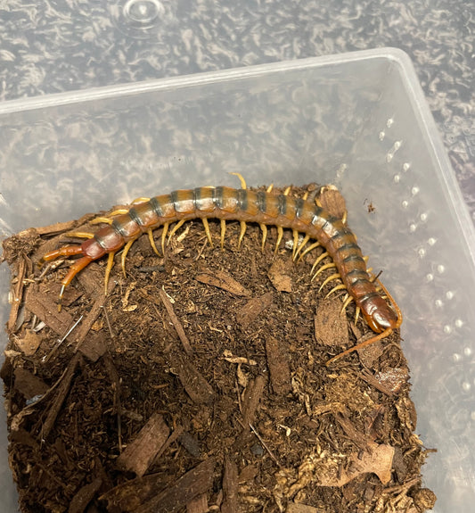 Scolopendra Viridicornis