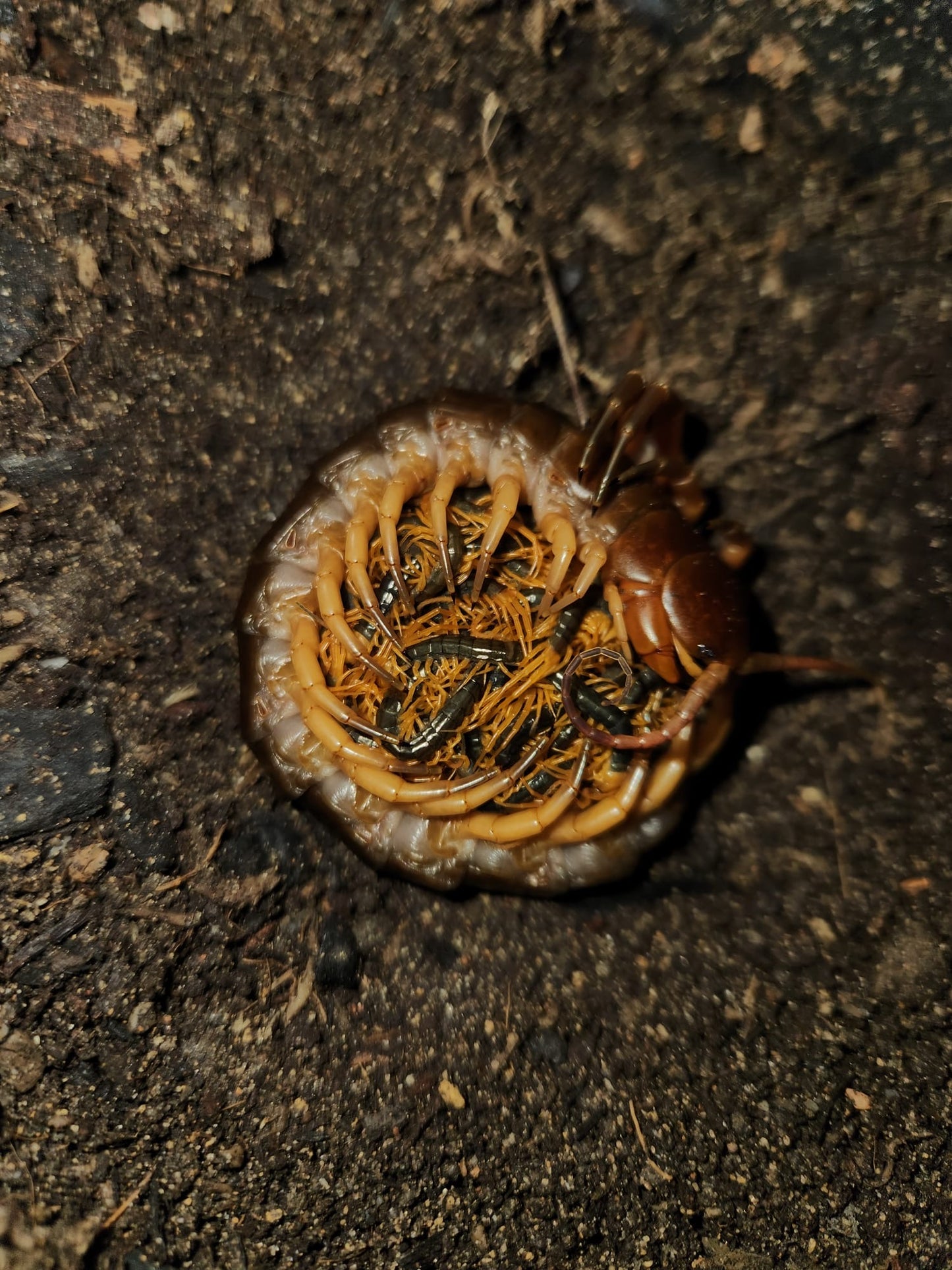Scolopendra Dehaani “Black Flame Legs” Pedelings 5-pack