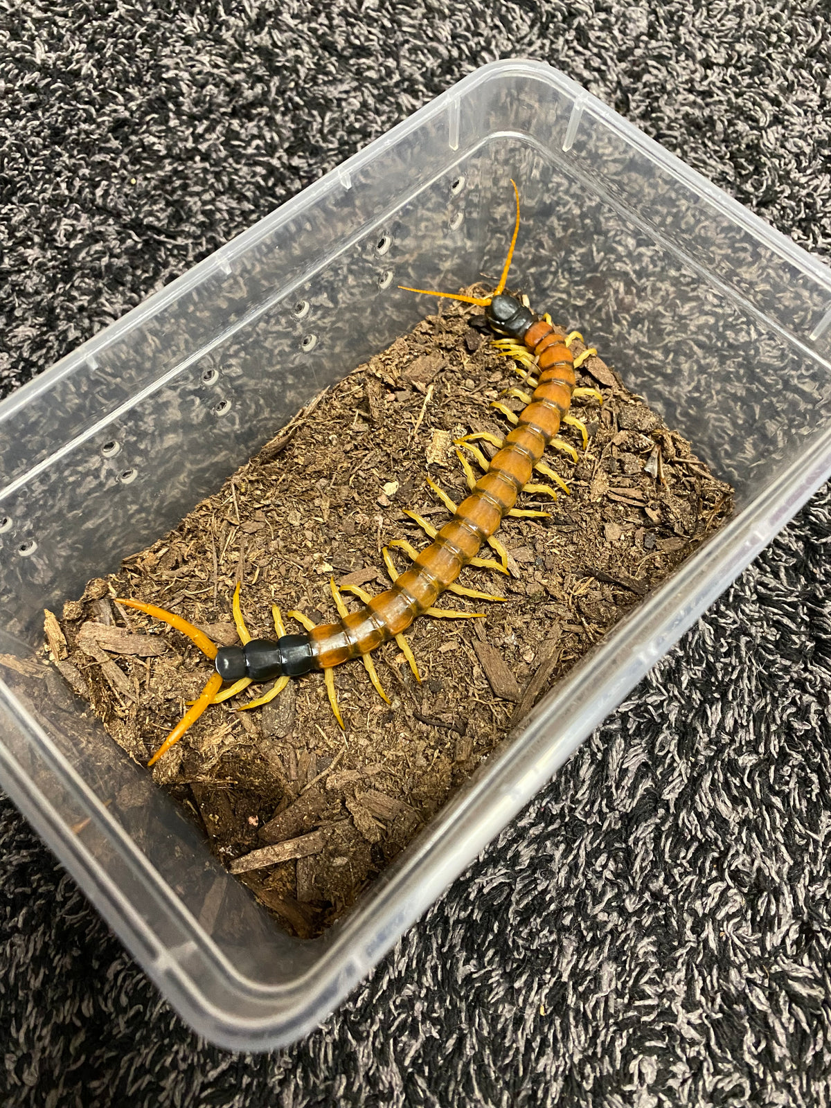 Scolopendra Heros “Arizonensis Banded”