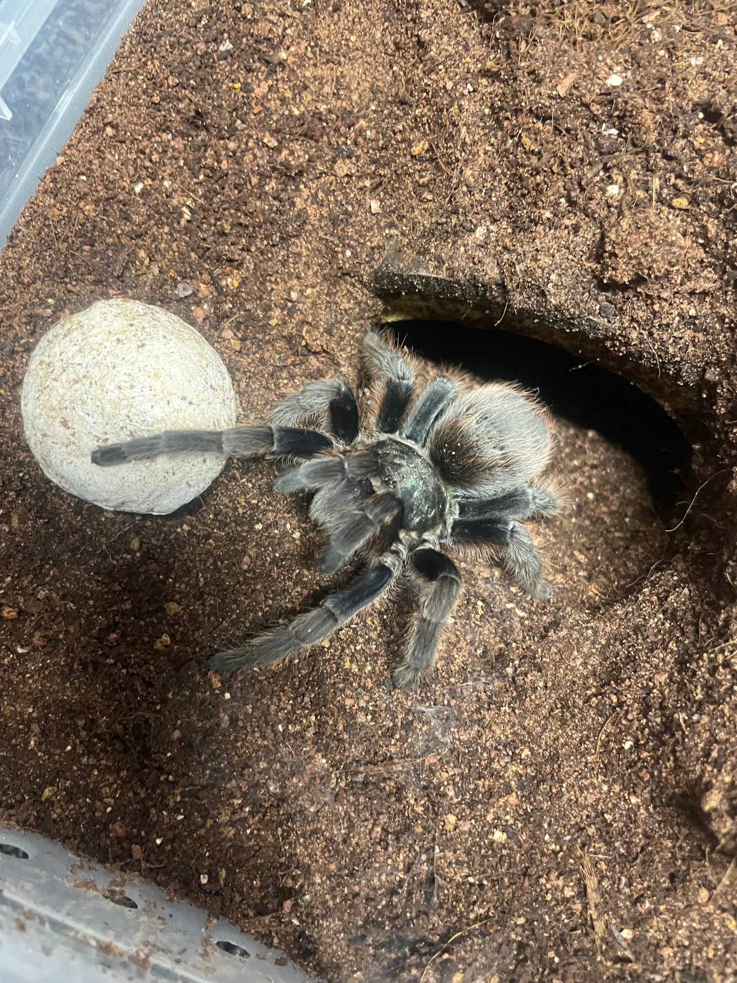 Aphonopelma Mooreae “Slings” Captive Bred 2026