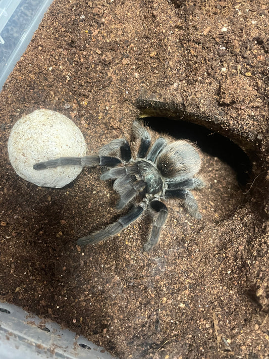 Aphonopelma Mooreae “Slings” Captive Bred 2026