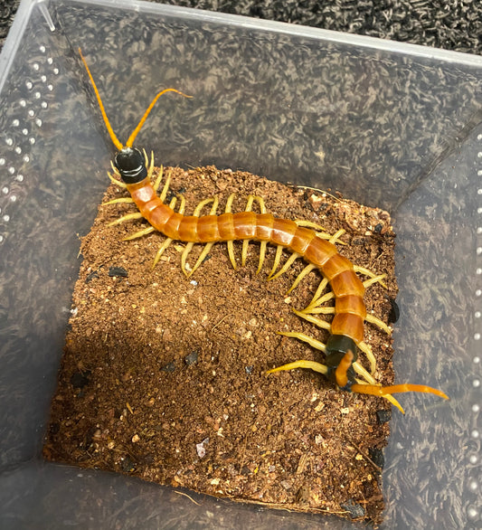 Scolopendra Heros