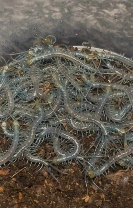 Scolopendra Aztecorum (Pedeling) 2026