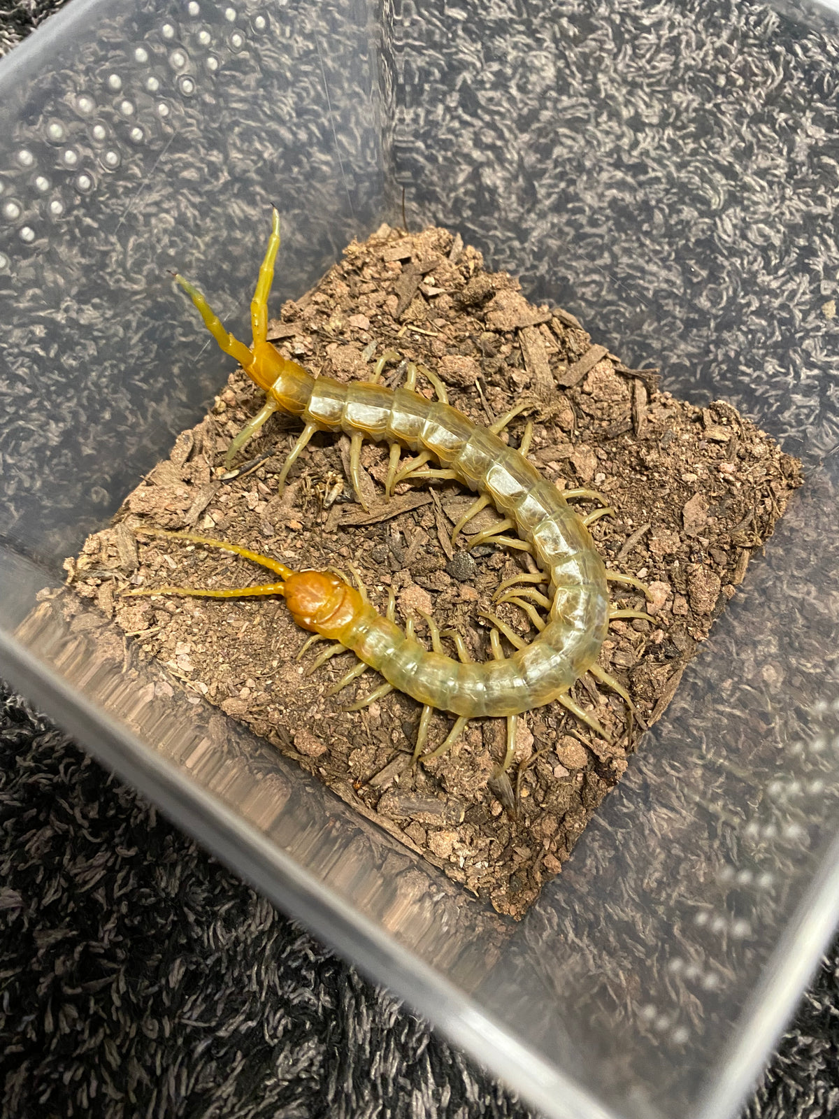 Scolopendra Aztecorum “Northern Ghost”